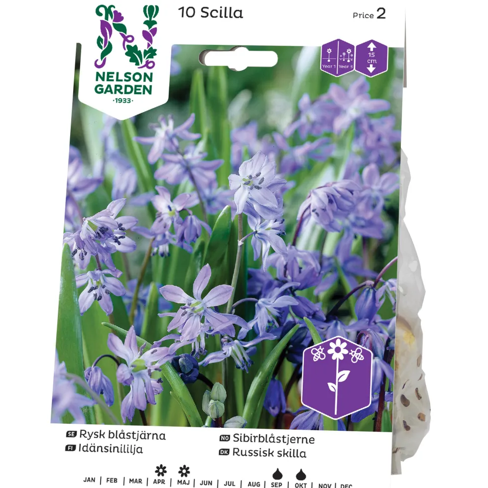 Blåstjärna Nelson Garden Rysk Blå