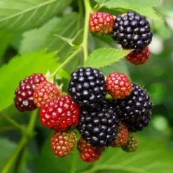 Bärbuske Omnia Garden Trädgårdsbjörnbär Loch Tay E