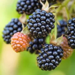 Bärbuske Omnia Garden Trädgårdsbjörnbär Loch Tay E