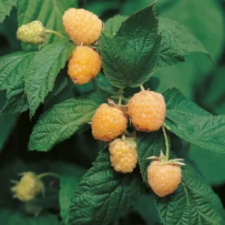 Buske Gult Hösthallon Omnia Garden Allgold 40-60 cm