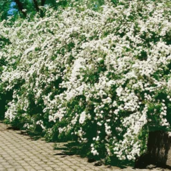 Buske Omnia Garden Bukettspirea 50-80 cm