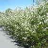 Buske Omnia Garden Häggmispel Amelanchier Spicata 50-80 cm