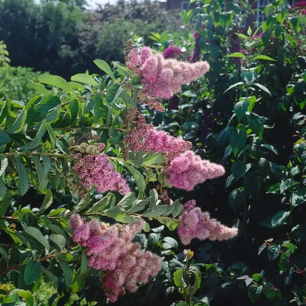 Buske Omnia Garden Klasespirea 50-80 cm
