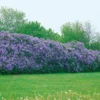 Buske Omnia Garden Syrén 30-50cm