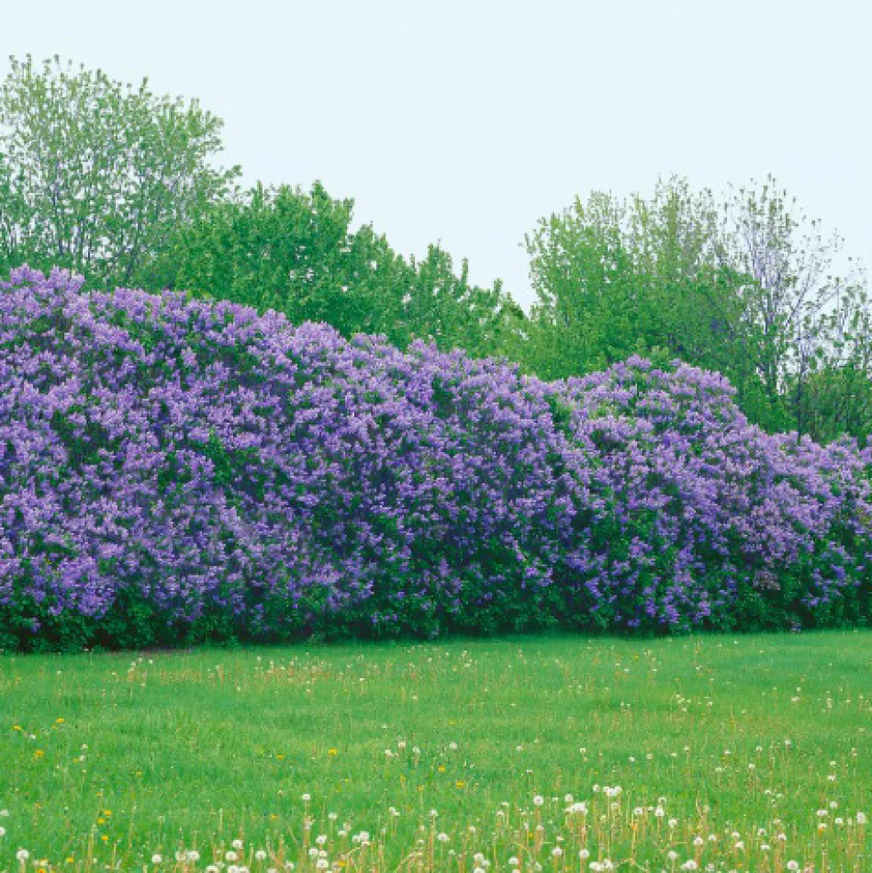 Buske Omnia Garden Syrén 30-50cm