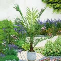 Dadelpalm Omnia Garden
