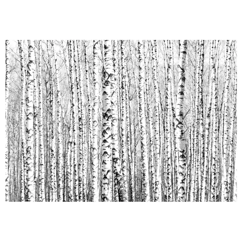 Fototapet Arkiio Birch Forest