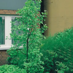 Ginkgo Tempelträd Omnia Garden 60-80 cm