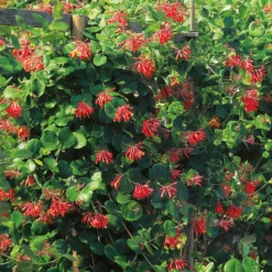 Klätterväxt Eldkaprifol Omnia Garden 40-60 cm