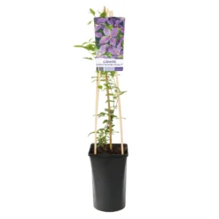 Klätterväxt Klematis Omnia Garden SoMany Lavender Flowers 40-60 cm