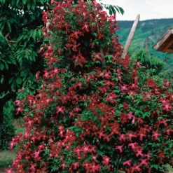 Klätterväxt Ljusvioletta Viticella Klematis Omnia Garden 40-60 cm