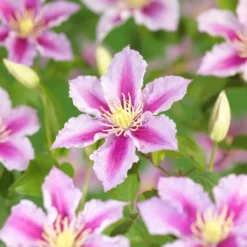 Klätterväxt Rosaröd Patens Klematis Omnia Garden 40-60 cm