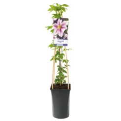 Klätterväxt Rosaröd Patens Klematis Omnia Garden 40-60 cm