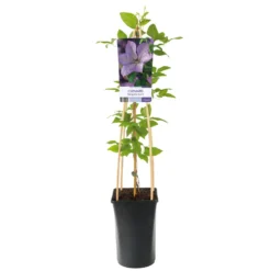 Klätterväxt Storblommig Klematis Omnia Garden Margret Hunt 40-60 cm