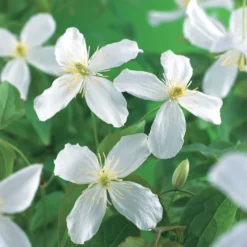 Klätterväxt Vit Bergklematis Omnia Garden Grandiflora 40-60 cm