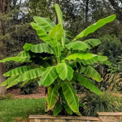 Krukväxt Omnia Garden Basjoohampa Med Stora Exotiska Blad