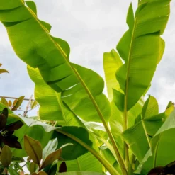 Krukväxt Omnia Garden Basjoohampa Med Stora Exotiska Blad