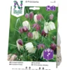 Kungsängslilja Nelson Garden Blandade Färger