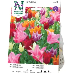 Liljetulpan Nelson Garden Blandade Färger