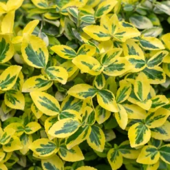 Marktäckare Omnia Garden Gulbrokig Klätterbenved Emerald'n'Gold