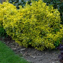 Marktäckare Omnia Garden Gulbrokig Klätterbenved Emerald'n'Gold