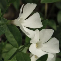 Marktäckare Vintergröna Omnia Garden Alba