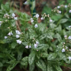 Perenn Omnia Garden Perennpaket Långvarig Trädgård