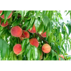 Persikoträd Omnia Garden Prunus Persica Riga
