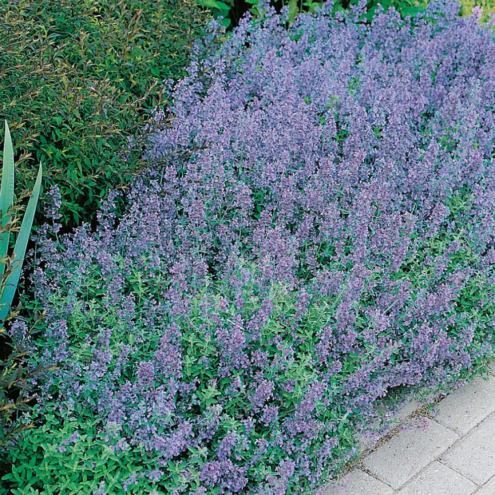 Planta Omnia Garden Kantnepeta