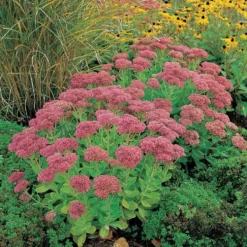 Planta Omnia Garden Kärleksört Herbstfreude