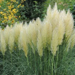 Planta Omnia Garden Pampasgräs1-pack