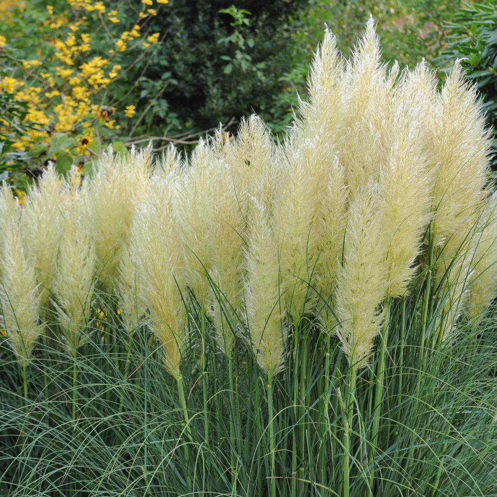 Planta Omnia Garden Pampasgräs1-pack