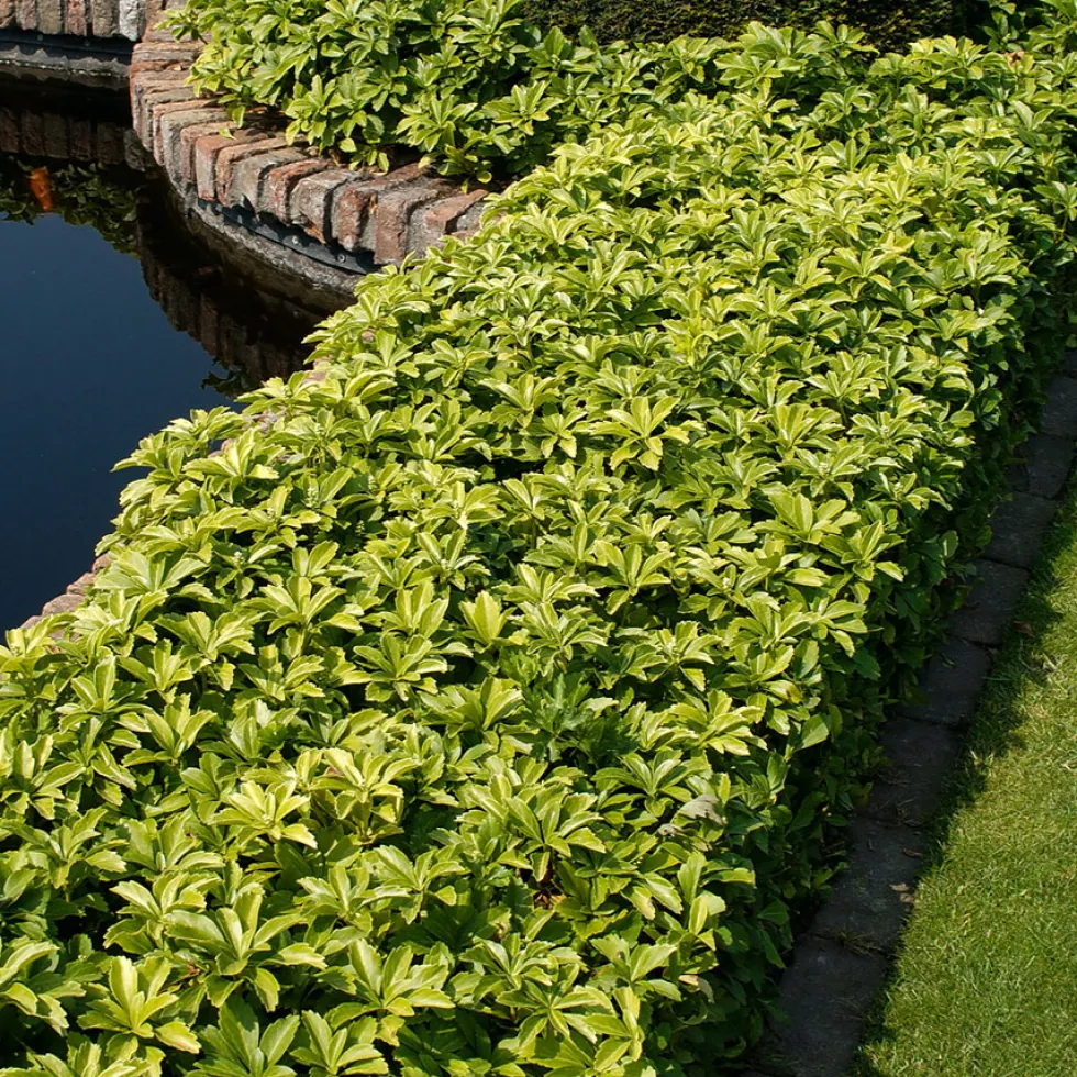 Planta Omnia Garden Skuggröna Green Carpet