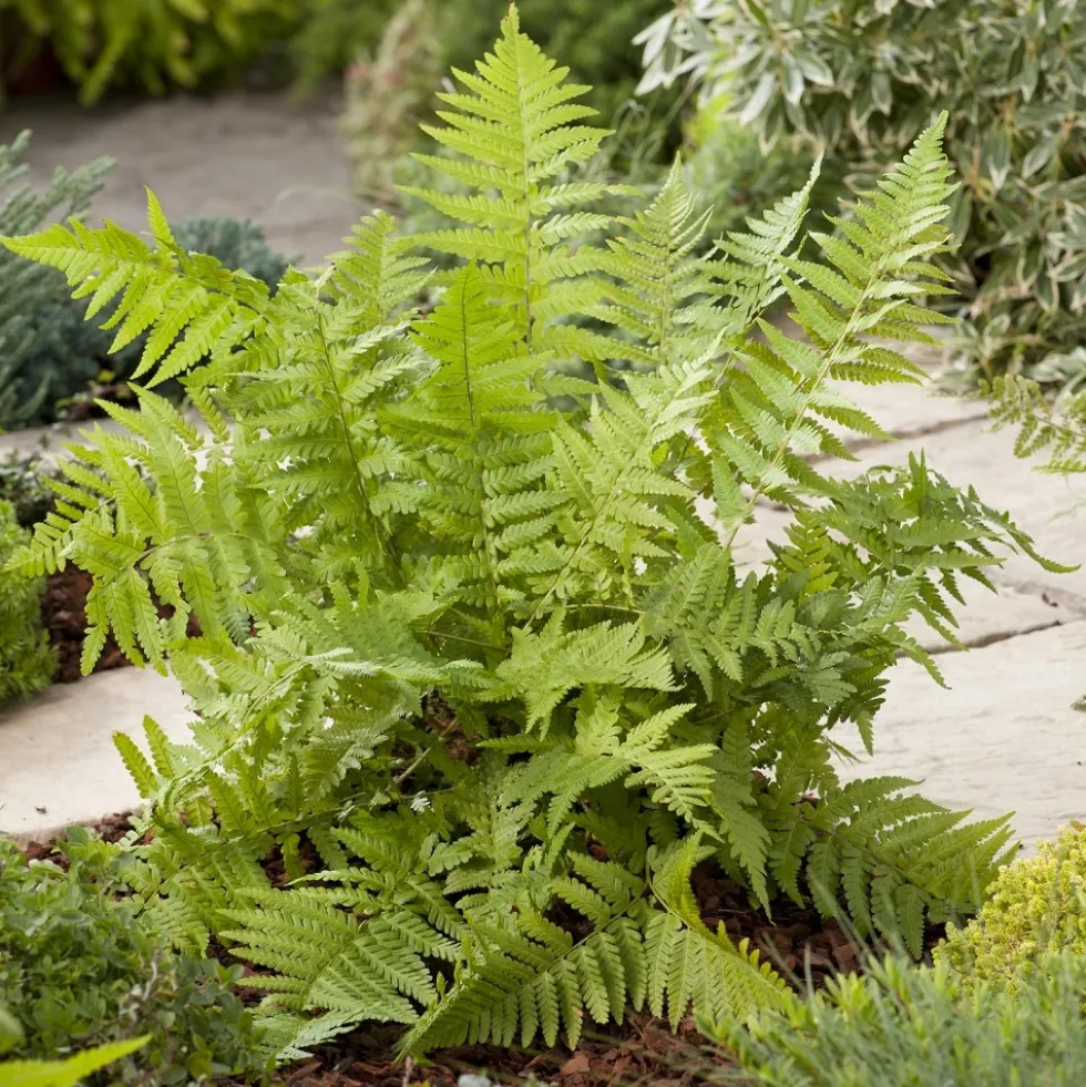 Planta Omnia Garden Träjon Ormbunke