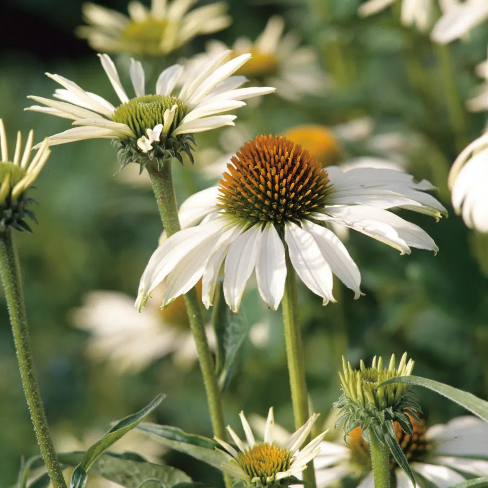 Planta Solhatt Omnia Garden Rudbeckia Alba