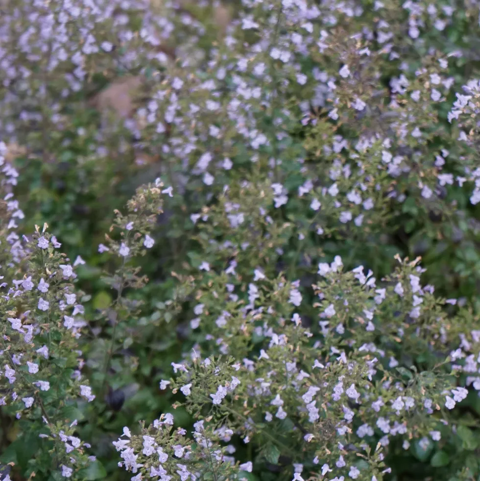 Planta Stenkyndel Omnia Garden