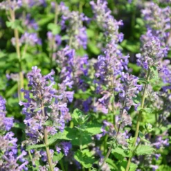 Planta Stenkyndel Omnia Garden