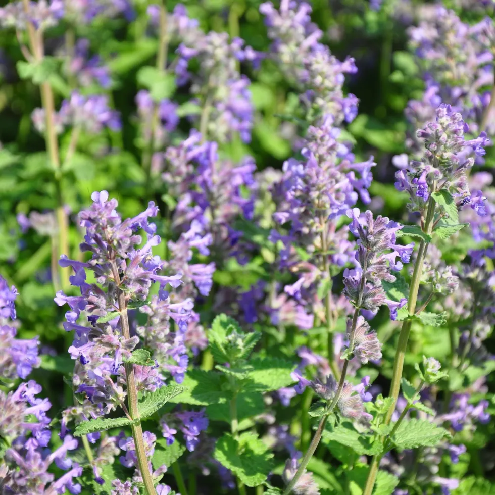 Planta Stenkyndel Omnia Garden