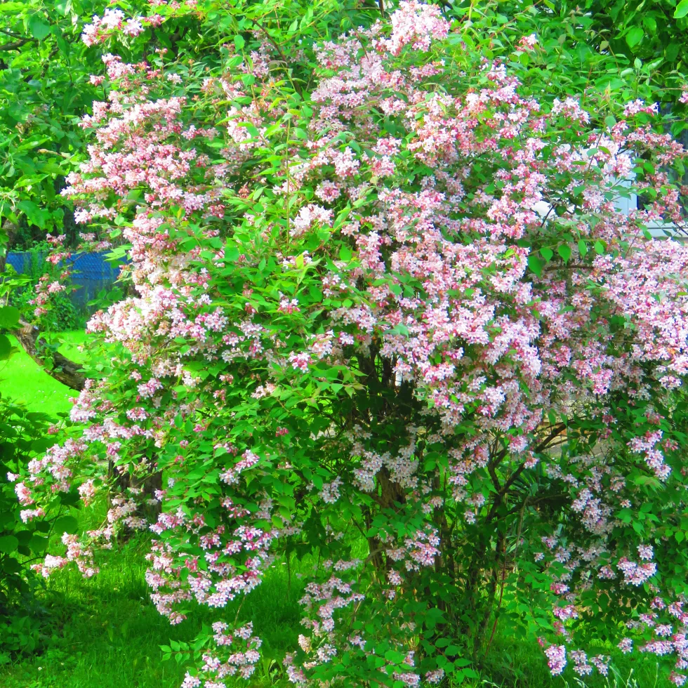 Planta Vit Ölandstok Omnia Garden 10-30cm Krukodlade