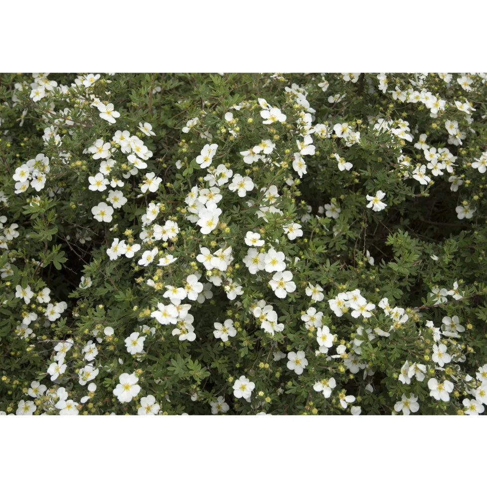 Planta Vit Ölandstok Omnia Garden 10-30cm Krukodlade