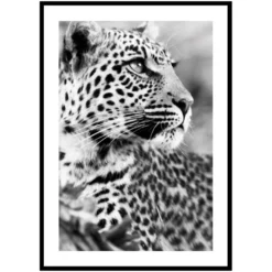 Poster Gallerix Leopard B&W