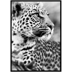 Poster Gallerix Leopard B&W