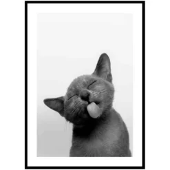 Poster Gallerix Licking Kitten