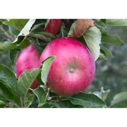 Äppelträd Omnia Garden Malus Domestica Mio EUtan uppbindningskit