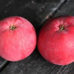 Äppleträd Omnia Garden Röd Melba