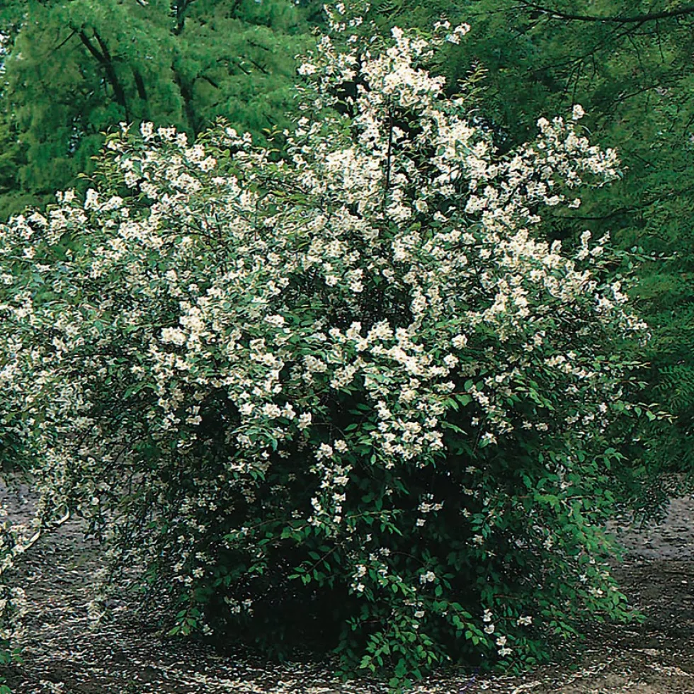 Prydnadsbuske Omnia Garden Doftschersmin 20-80 cm