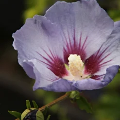 Prydnadsbuske Omnia Garden Frilandshibiskus Marina 70-80cm