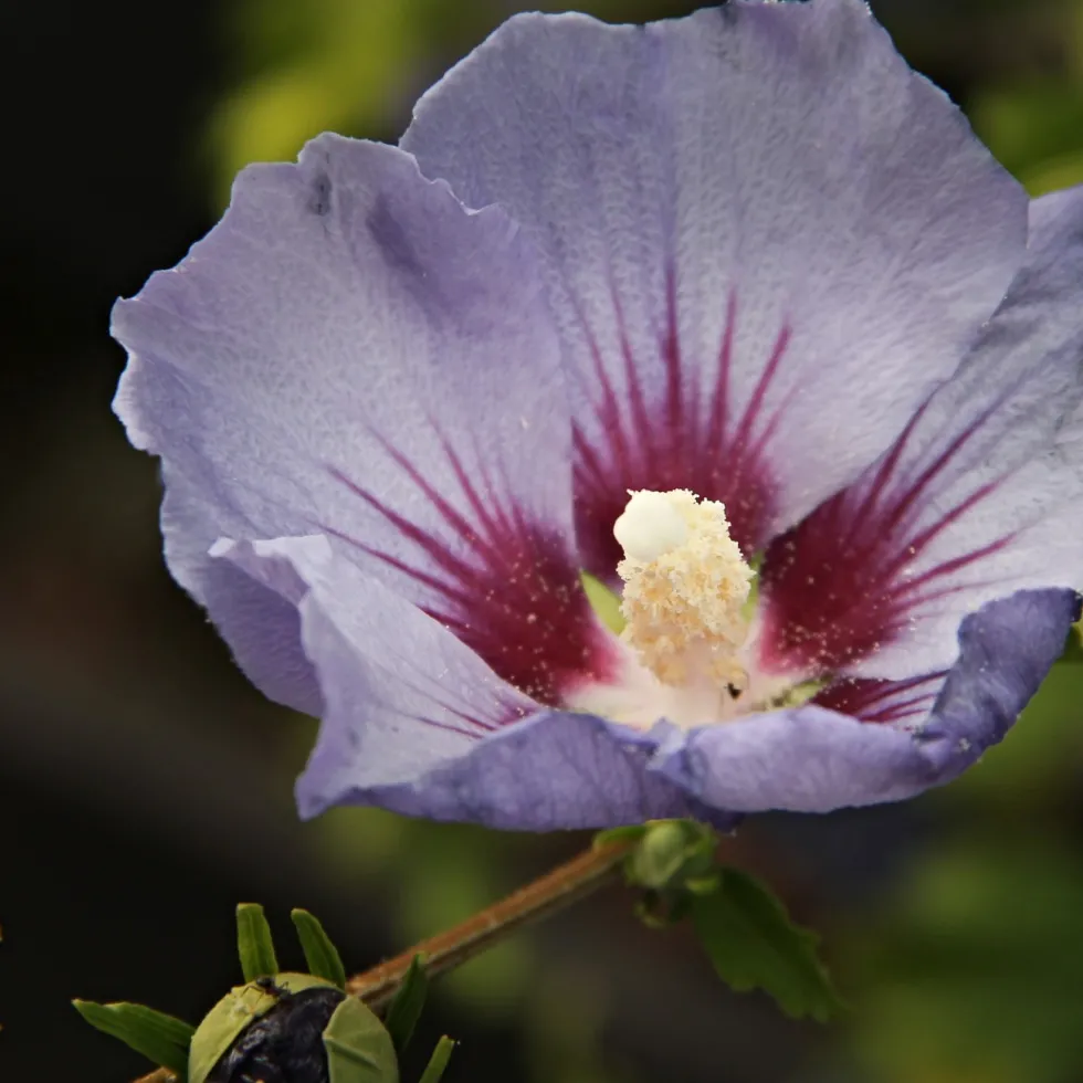Prydnadsbuske Omnia Garden Frilandshibiskus Marina 70-80cm