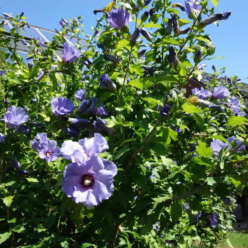 Prydnadsbuske Omnia Garden Frilandshibiskus Marina 70-80cm