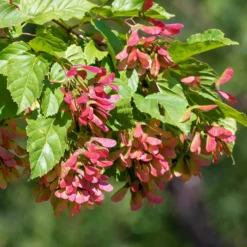 Prydnadsbuske Omnia Garden Ginnalalönn, Vit Blomning, 150-200cm